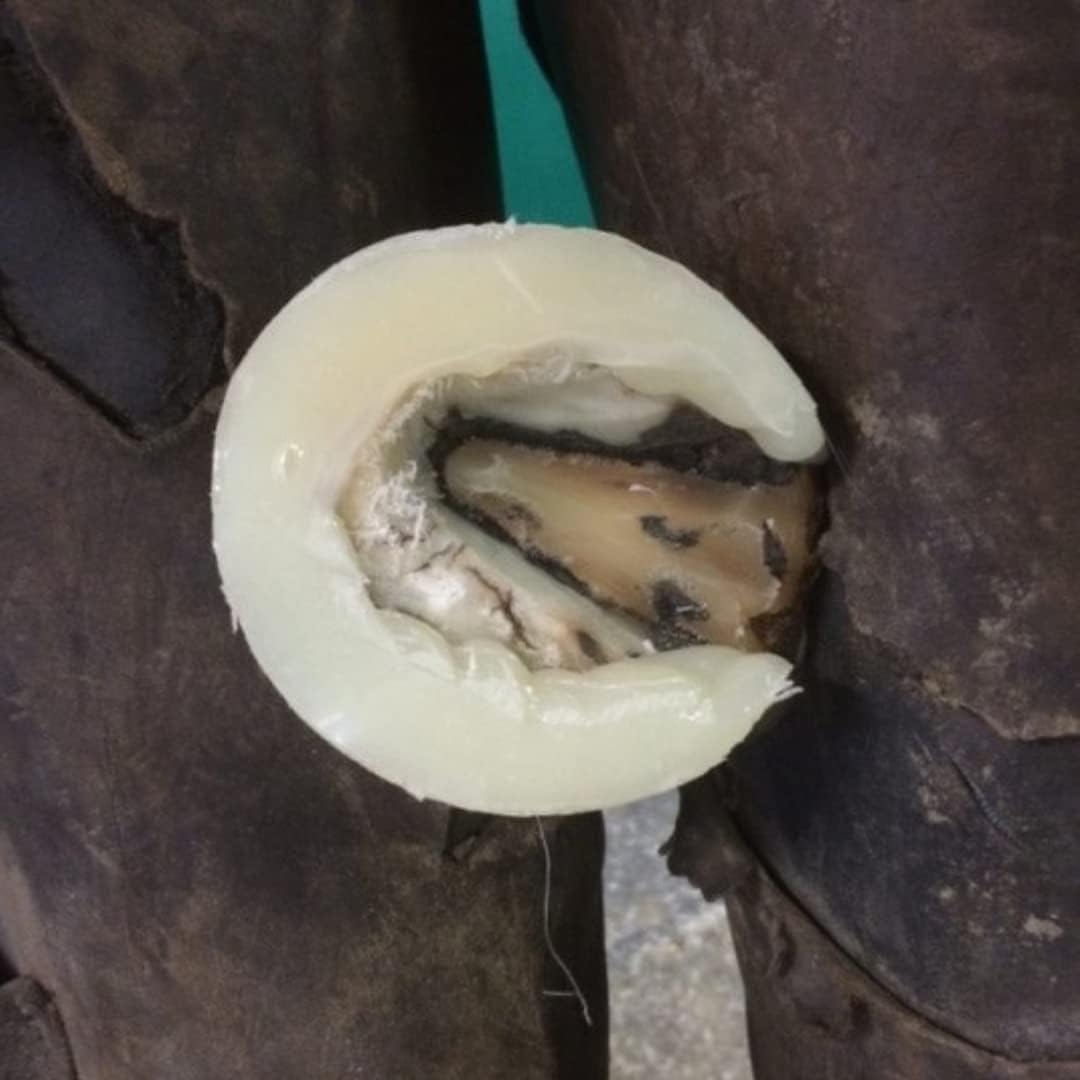 Equine Polyurethane Hoof Bond & Repair