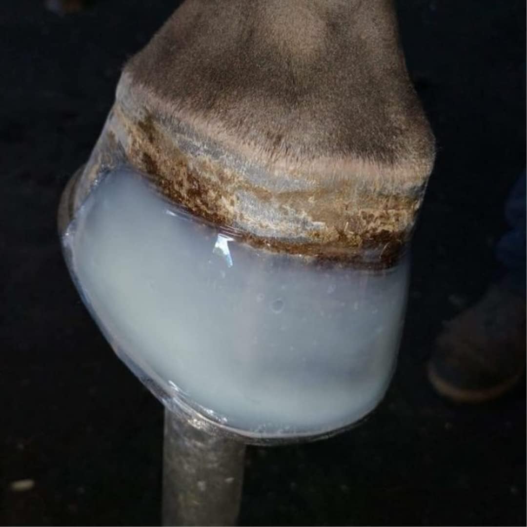 Equine Polyurethane Hoof Bond & Repair