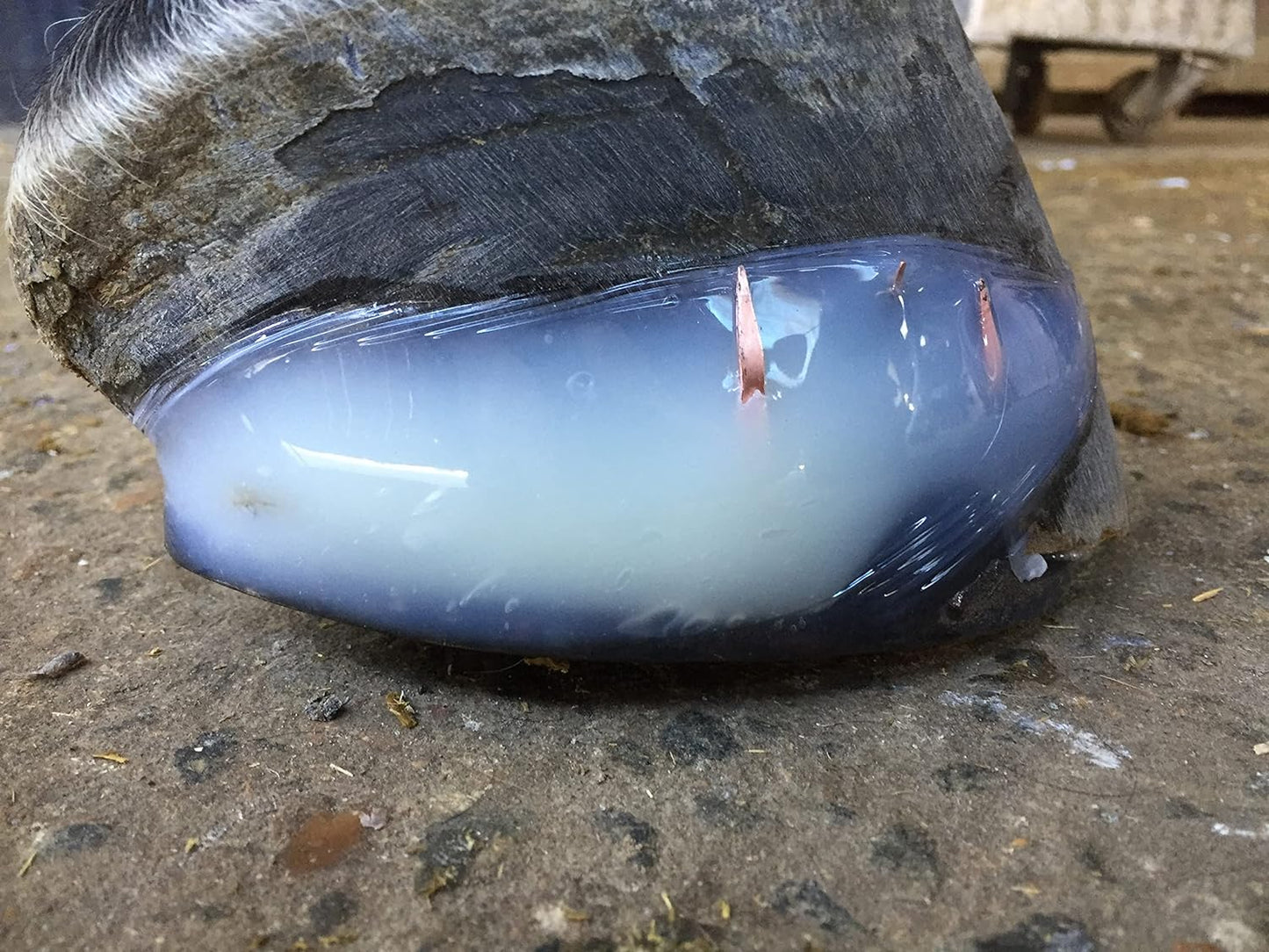 Equine Polyurethane Hoof Bond & Repair